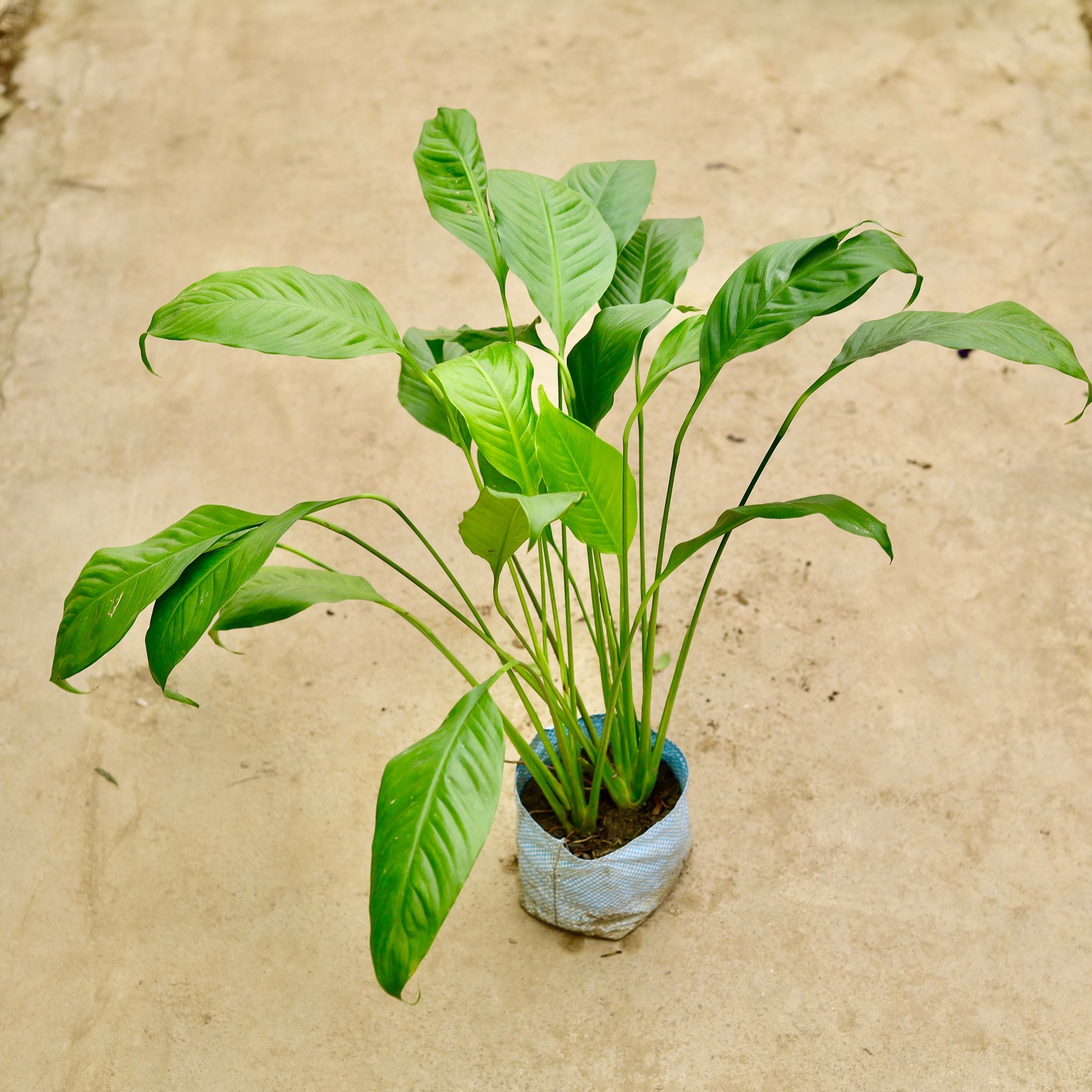 Peace Lily in 8 Inch Nursery Bag