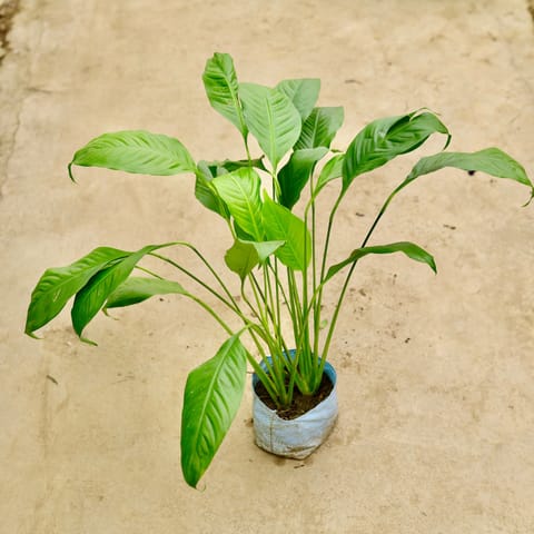 Peace Lily in 8 Inch Nursery Bag