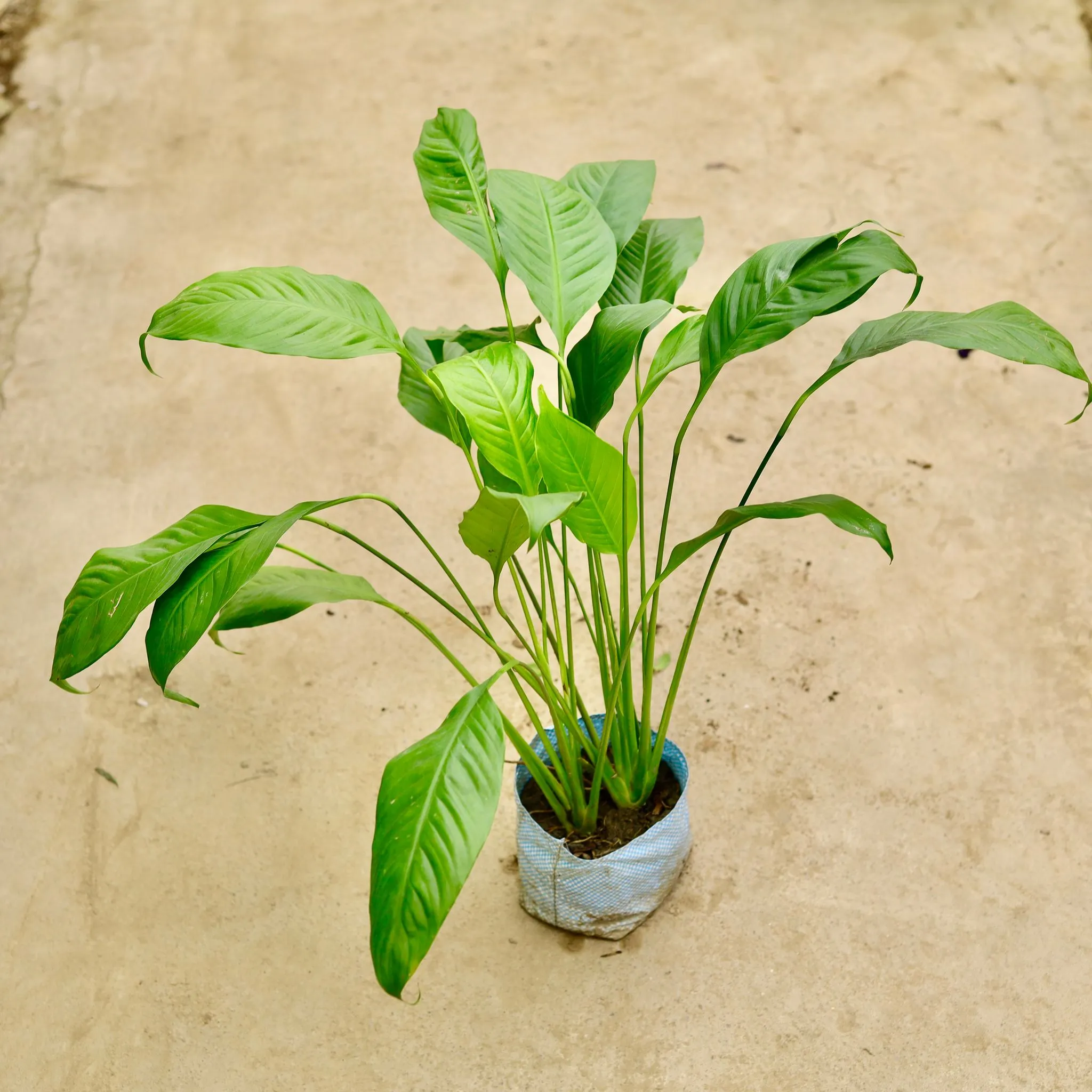 Peace Lily in 8 Inch Nursery Bag