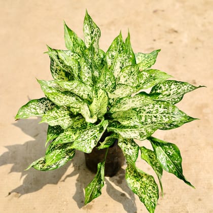 Buy Aglaonema Snow White in 8 Inch Nursery Bag Online | Urvann.com