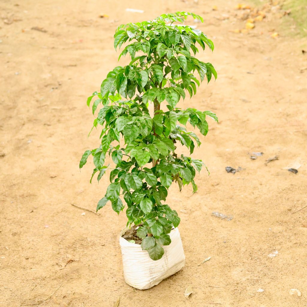 Buy Radermachera / China Doll (~ 3 Ft) in 12 Inch Nursery Bag Online | Urvann.com Radermachera / China Doll (~ 3 Ft) in 12 Inch Nursery Bag