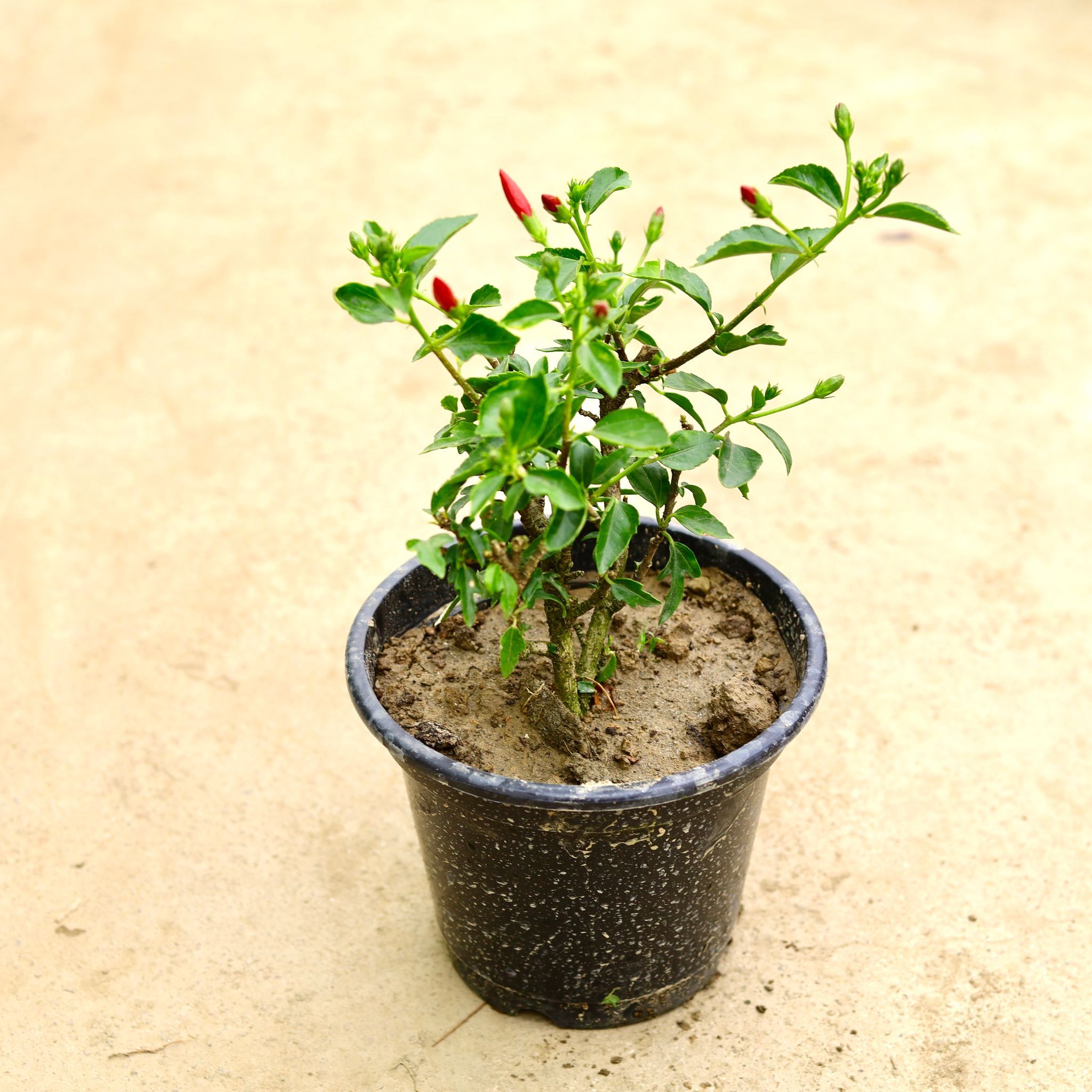 Hibiscus / Gudhal High Choice (any colour) in 8 Inch Nursery Pot