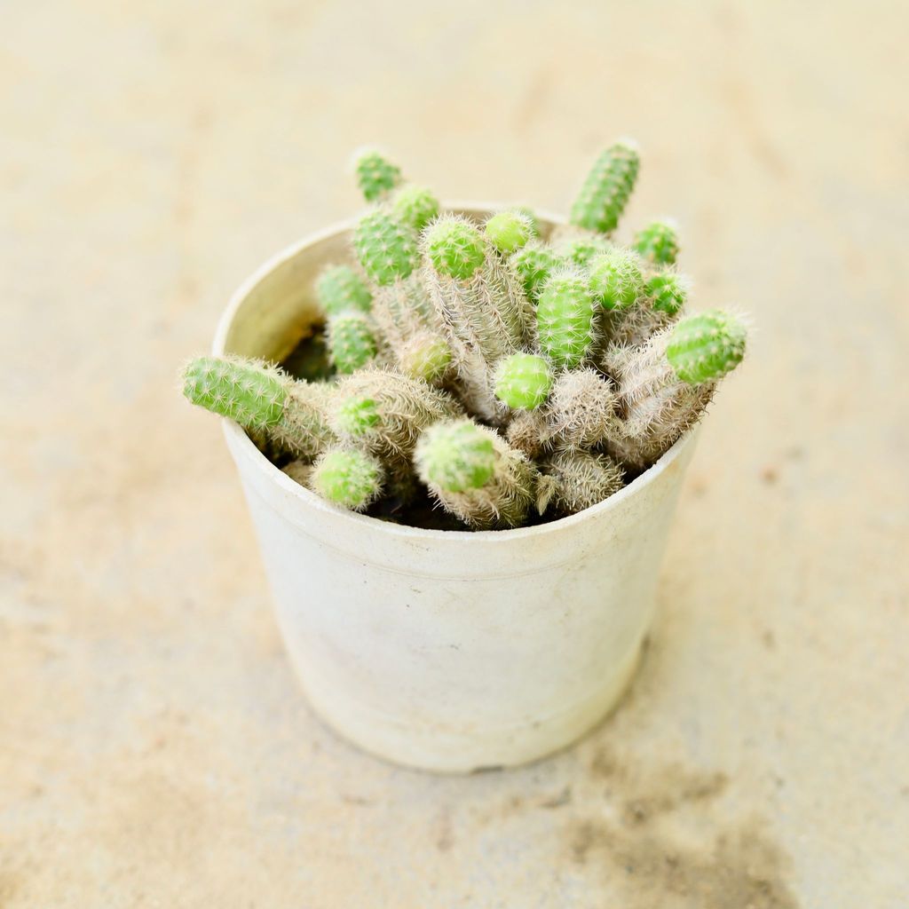 Buy Chamaecereus silvestrii Cactus in 3 Inch Nursery Pot Online | Urvann.com Chamaecereus silvestrii / Peanut Cactus in 3 Inch Nursery Pot