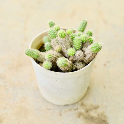 Buy Chamaecereus silvestrii Cactus in 3 Inch Nursery Pot Online | Urvann.com