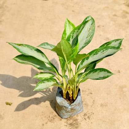 Buy Aglaonema Emerald Bay / Silver in 8 Inch Nursery Bag Online | Urvann.com