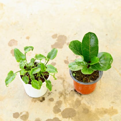 Buy Set of 2 - Fiddle Leaf Fig / Ficus Lyrata & Xanadu Green in 4 Inch Nursery Pot Online | Urvann.com