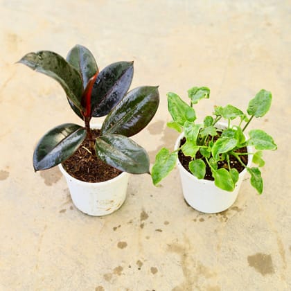 Buy Set of 2 - Rubber Black & Xanadu Green in 4 Inch Nursery Pot Online | Urvann.com