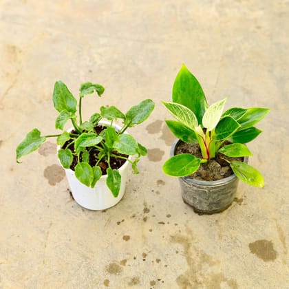 Buy Set of 2 - Xanadu Green & Philodendron Birkin in 4 Inch Nursery Pot Online | Urvann.com