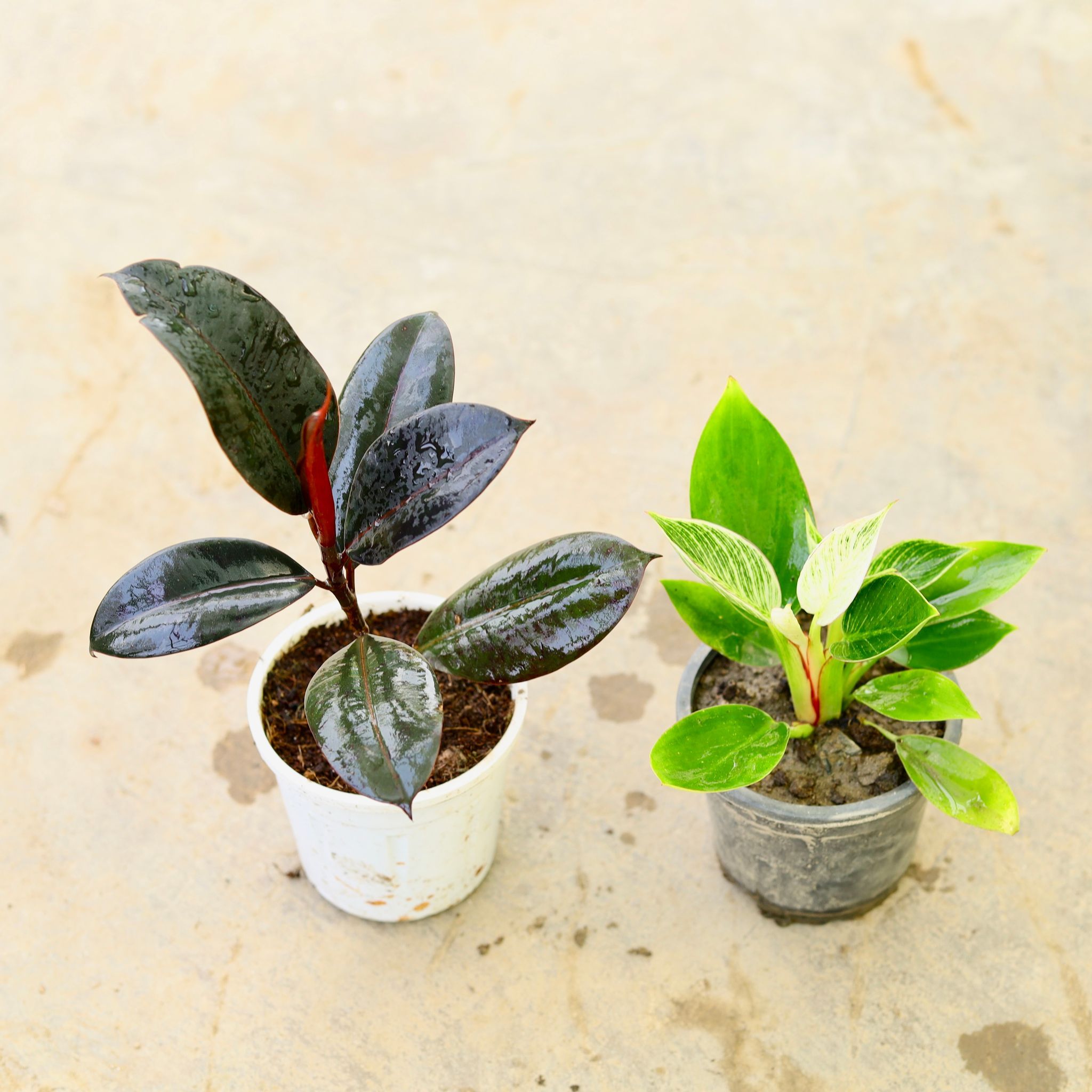 Air Purifying - Set of 2 - Rubber Black & Philodendron Birkin in 4 Inch Nursery Pot
