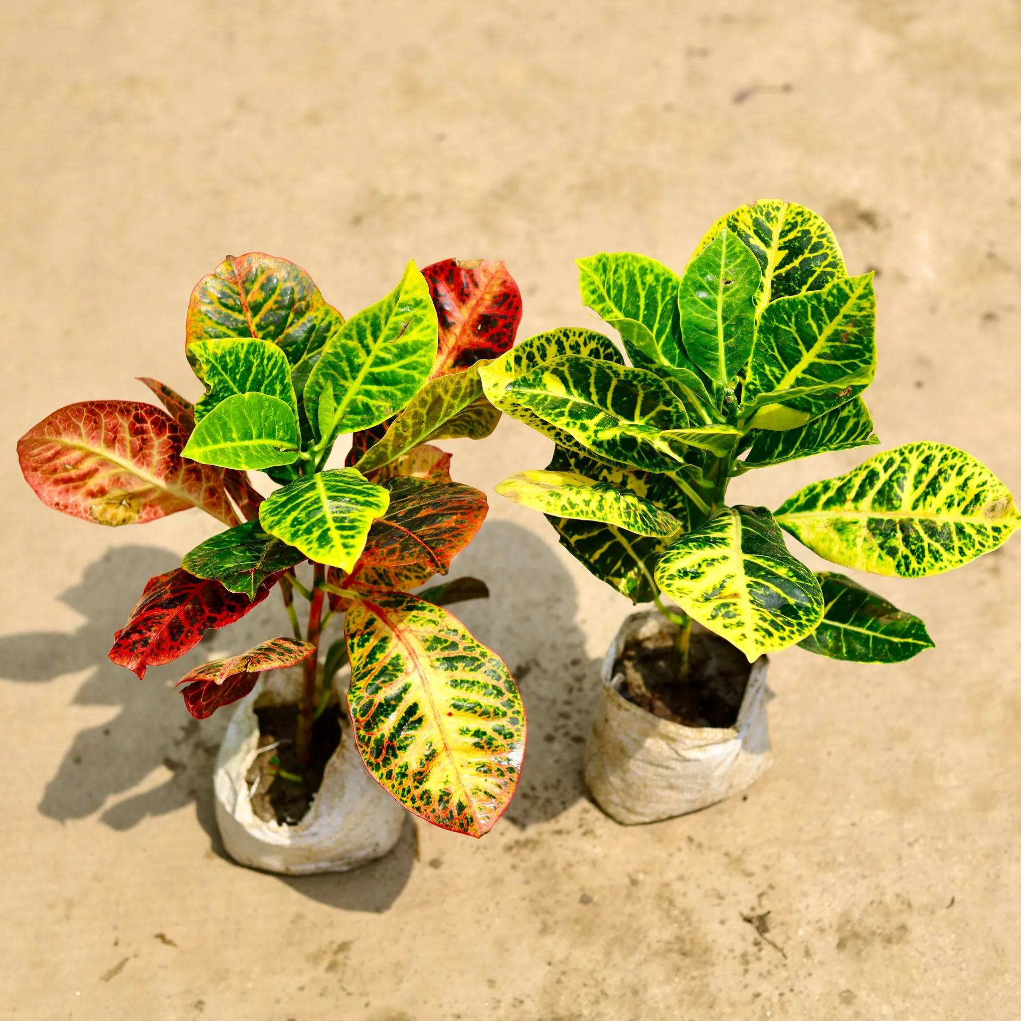 Set of 2 - Croton Petra (yellow & colour) in 4 Inch Nursery Bag