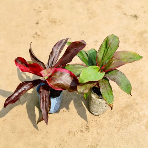 Air Purifying - Set of 2 - Dracaena (Rosea & Kedarnath) in 4 Inch Nursery Bag