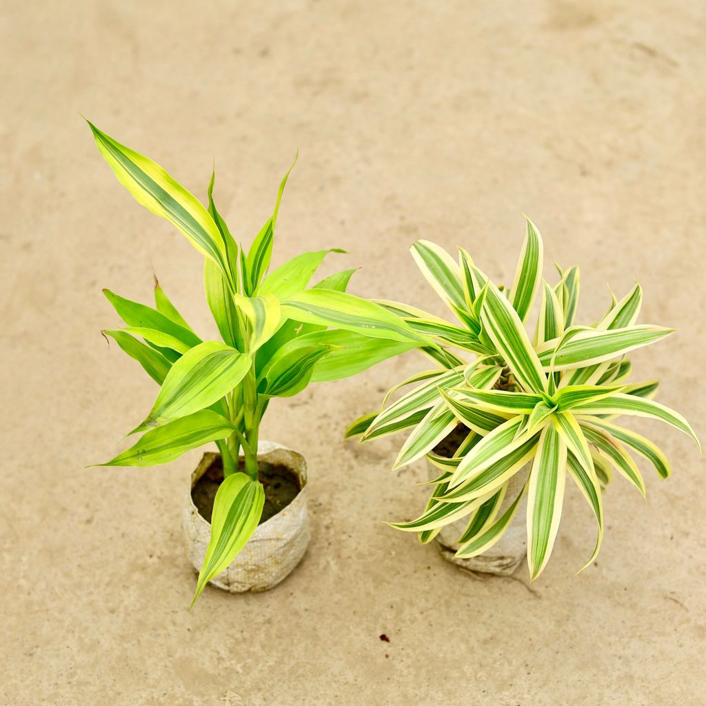 Buy Set of 2 - Lucky Bamboo & song of India in 4 Inch Nursery Bag Online | Urvann.com Set of 2 - Lucky Bamboo & song of India in 4 Inch Nursery Bag