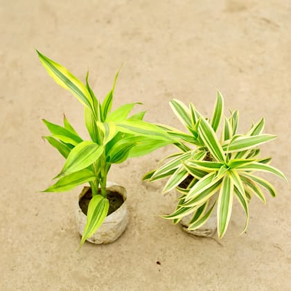 Buy Set of 2 - Lucky Bamboo & song of India in 4 Inch Nursery Bag Online | Urvann.com