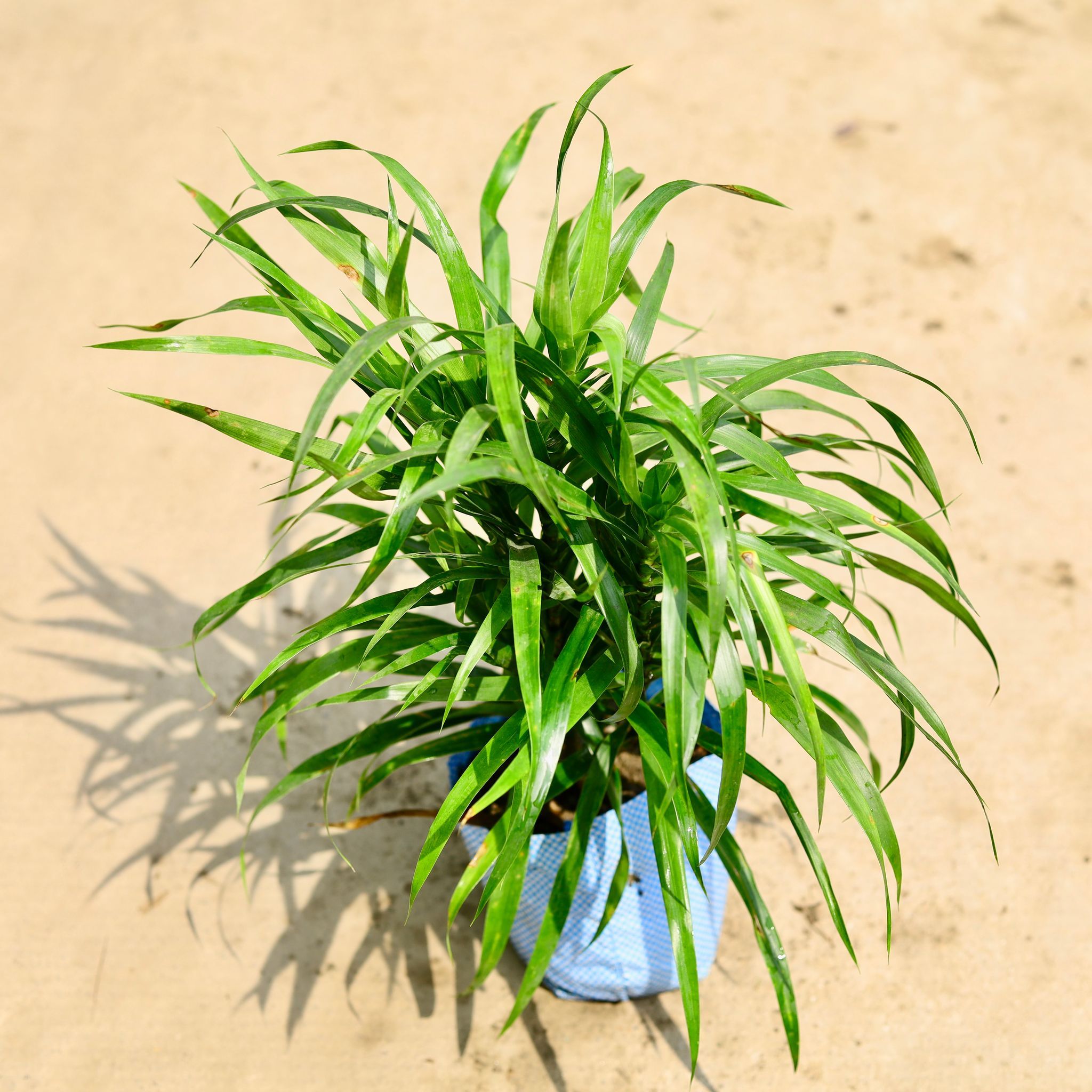 Dracaena Green (2 in 1) in 4Inch Nursery Bag