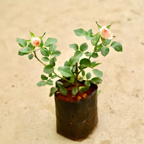 Rose / Gulab (any colour) in 6 Inch Nursery Bag