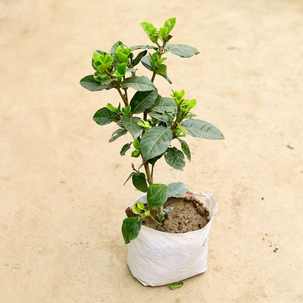 Buy Gardenia / Gandhraaj (any colour) in 6 Inch Nursery Bag Online | Urvann.com Gardenia / Gandhraaj (any colour) in 6 Inch Nursery Bag