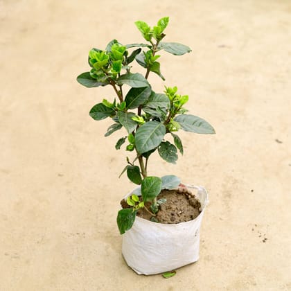 Buy Gardenia / Gandhraaj (any colour) in 6 Inch Nursery Bag Online | Urvann.com