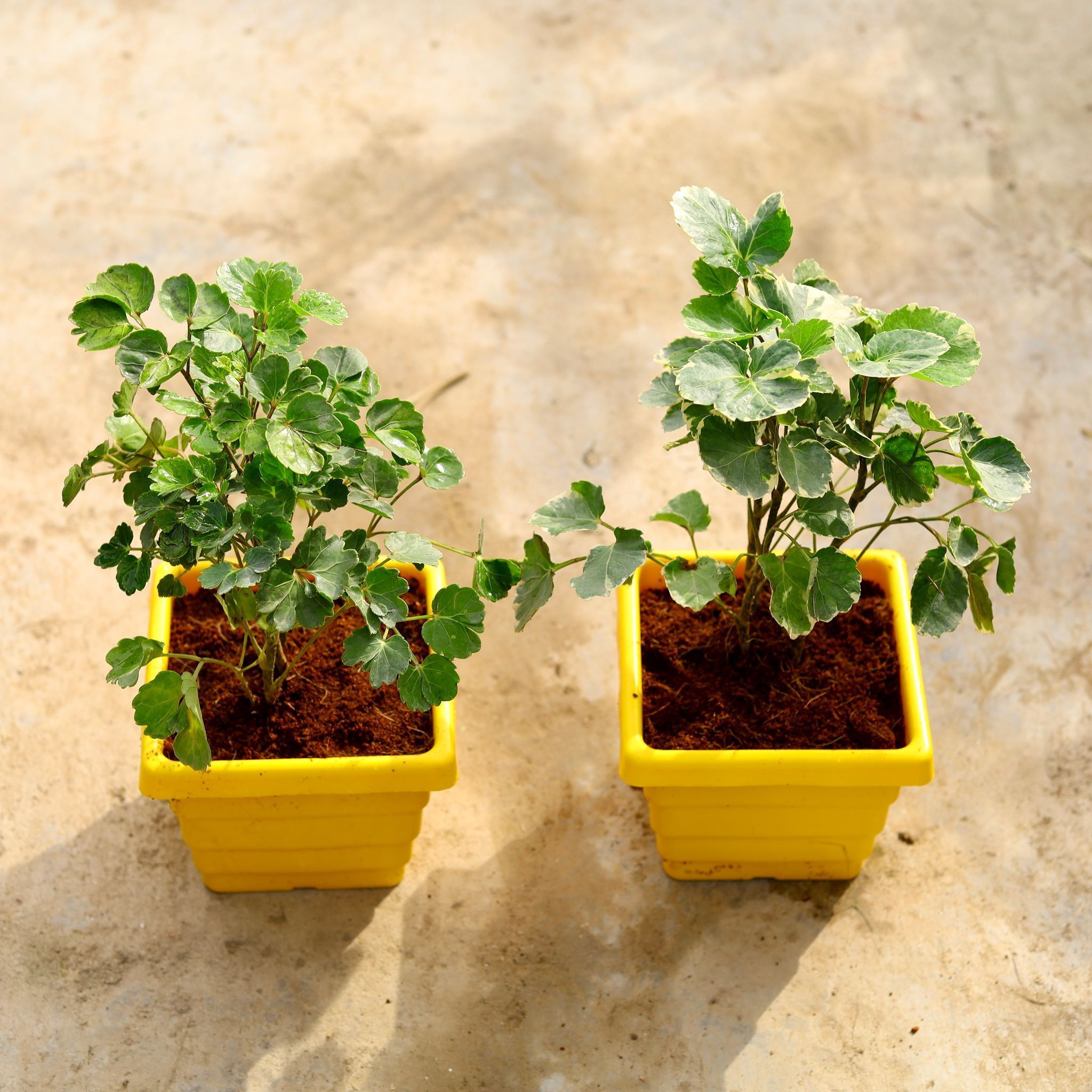 Set of 2 - (Aralia Dinner Plate and Apple Leaf) in 6 Inch Yellow Premium Orchid Square Plastic Pot