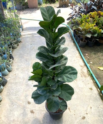 Air Purifying - Fiddle Leaf Fig / Ficus Lyrata in 8 Inch Nursery Pot