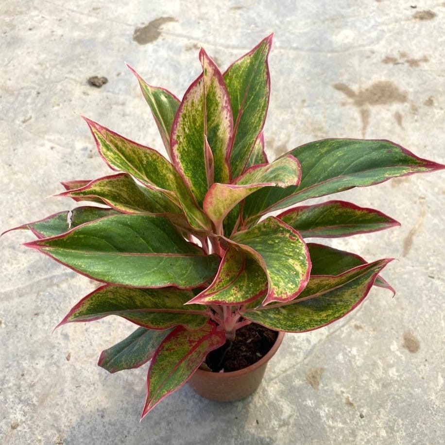 Buy Aglaonema Lipstick in 6 Inch Nursery Pot Online | Urvann.com Aglaonema Lipstick in 6 Inch Nursery Pot
