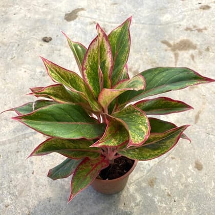 Buy Aglaonema Lipstick in 6 Inch Nursery Pot Online | Urvann.com