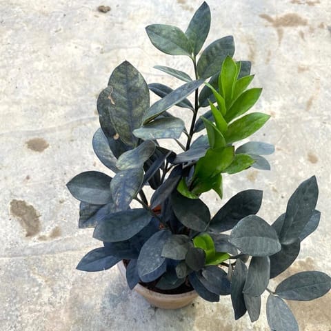 Air Purifying - Zz Black in 6 Inch Nursery Pot