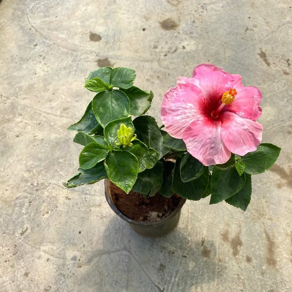 Hibiscus / Gudhal Dwarf (Any Colour) in 6 Inch Nursery Pot