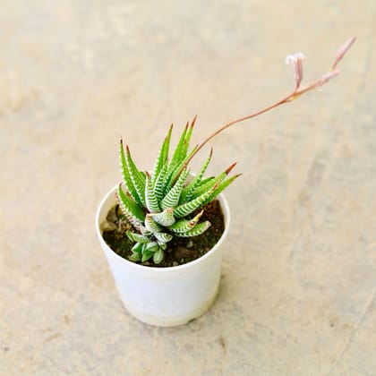 Buy Haworthia Zebrina Succulent in 4 Inch Nursery Pot Online | Urvann.com