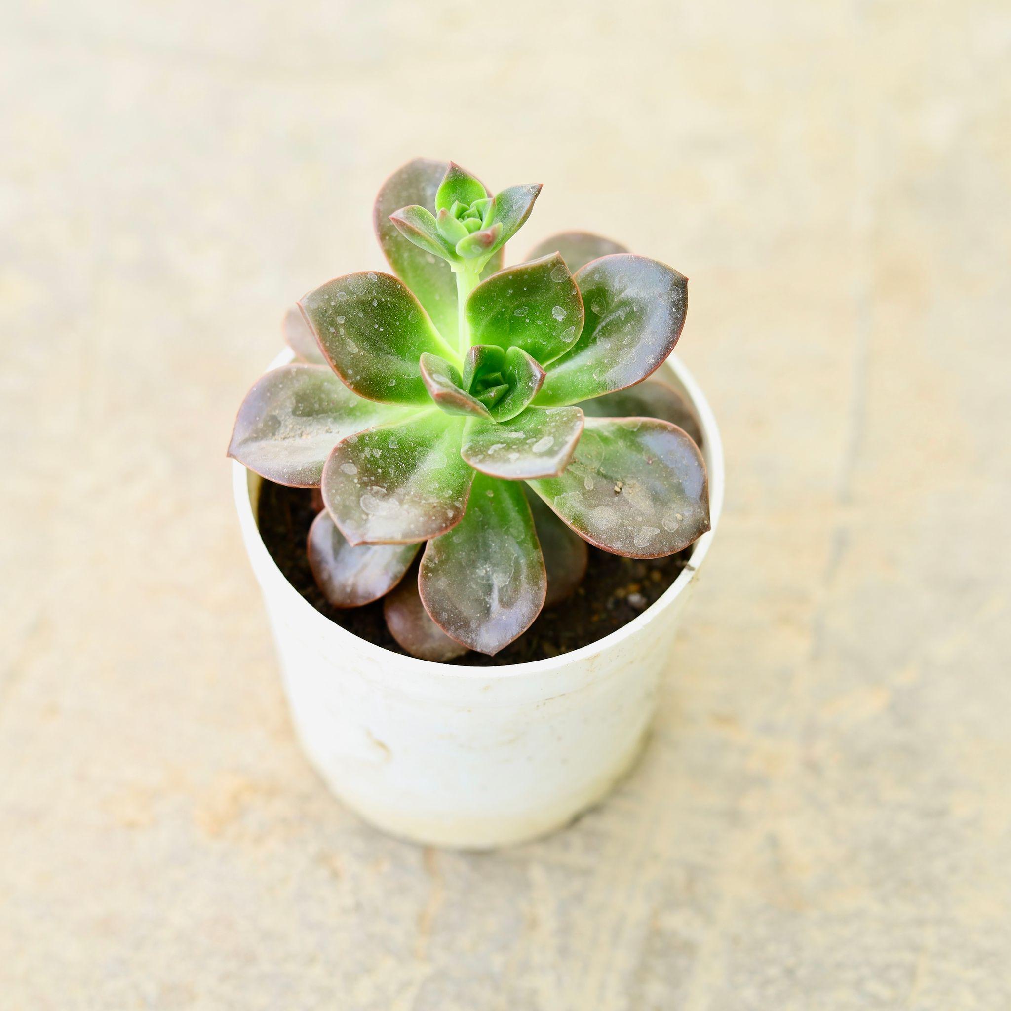 Echeveria Black Succulent in 4 Inch Nursery Pot