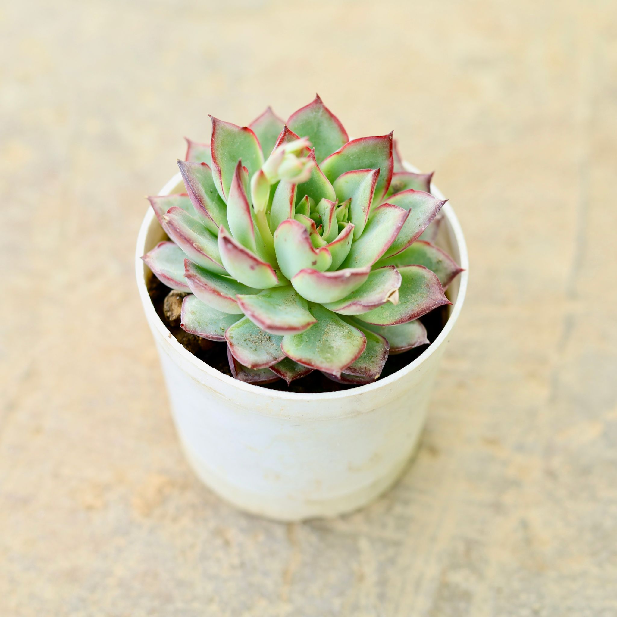 Echeveria pulidonis Succulent in 4 Inch Nursery Pot