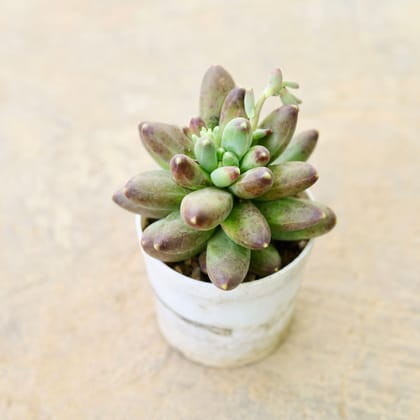 Buy Pachyphytum hookeri Brown Succulent in 4 Inch Nursery Pot Online | Urvann.com