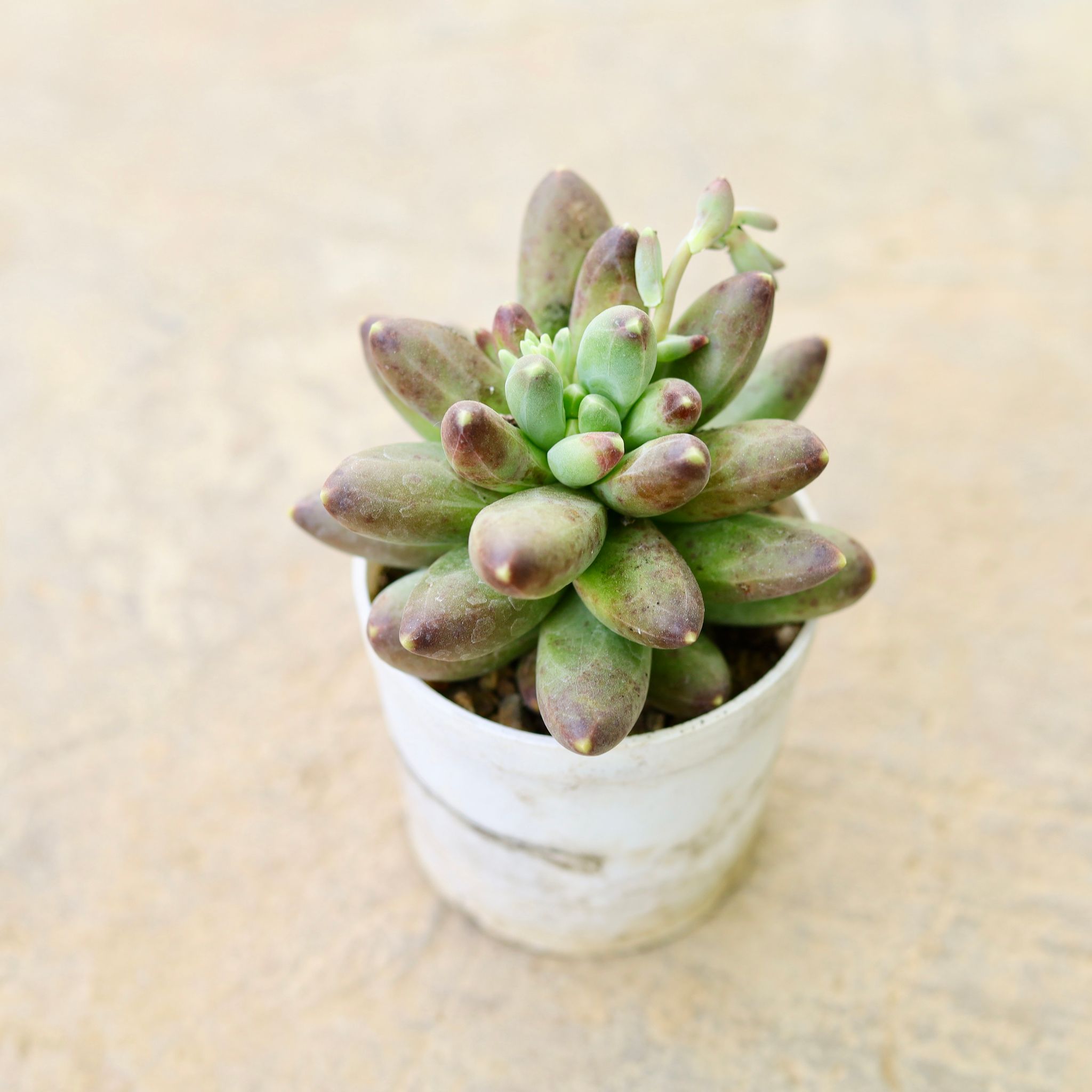 Pachyphytum hookeri Brown Succulent in 4 Inch Nursery Pot