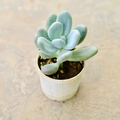Buy Pachyphytum oviferum Succulent in 4 Inch Nursery Pot Online | Urvann.com