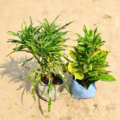 Buy Set of 2 - Croton Gold Dust (Chironji & Baby) in 4 Inch Nursery Bag Online | Urvann.com