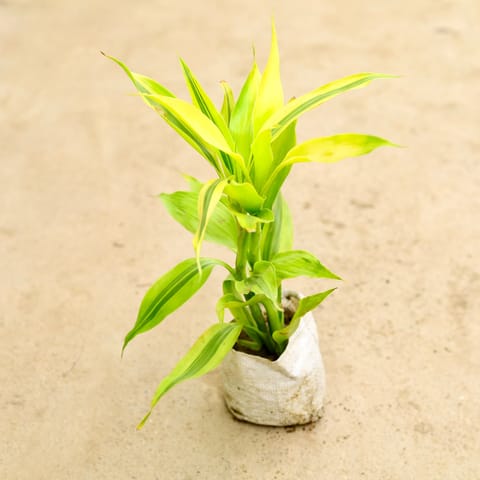 Air Purifying - Lucky Bamboo Golden in 4 Inch Nursery Bag