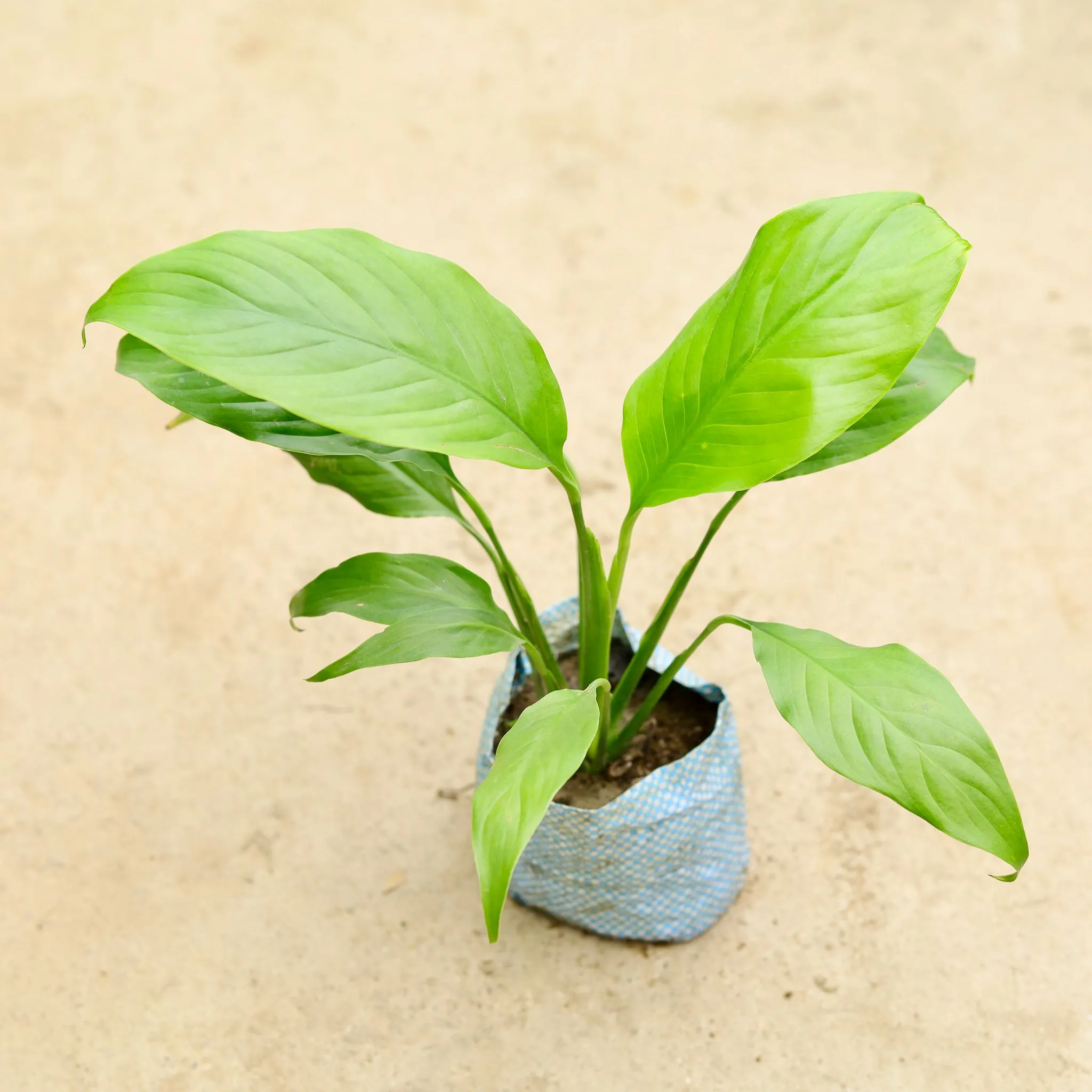 Peace Lily in 4 Inch Nursery Bag