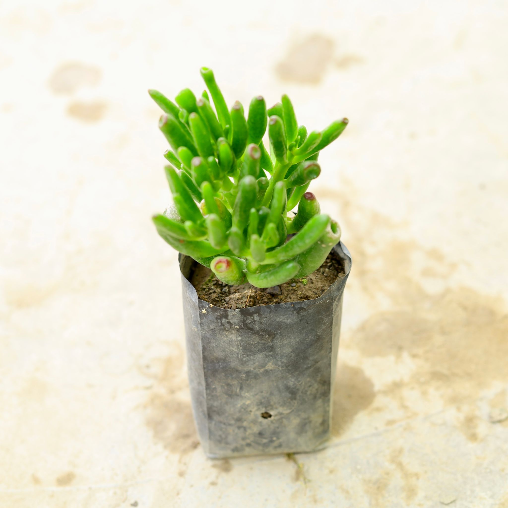 Crassula Jade Gollum / Finger Succulent in 4 Inch Nursery Bag