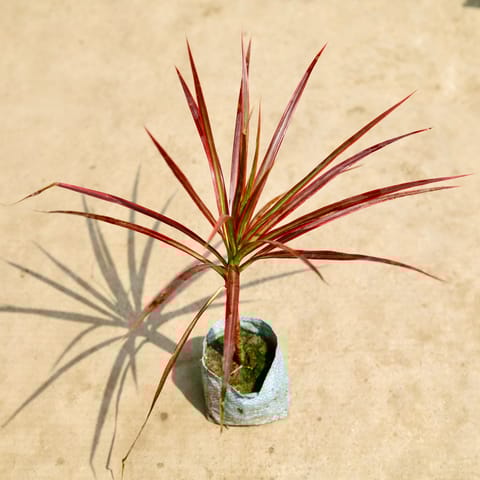 Air Purifying - Dracaena Colorama / Marginata in 5 Inch Nursery Bag