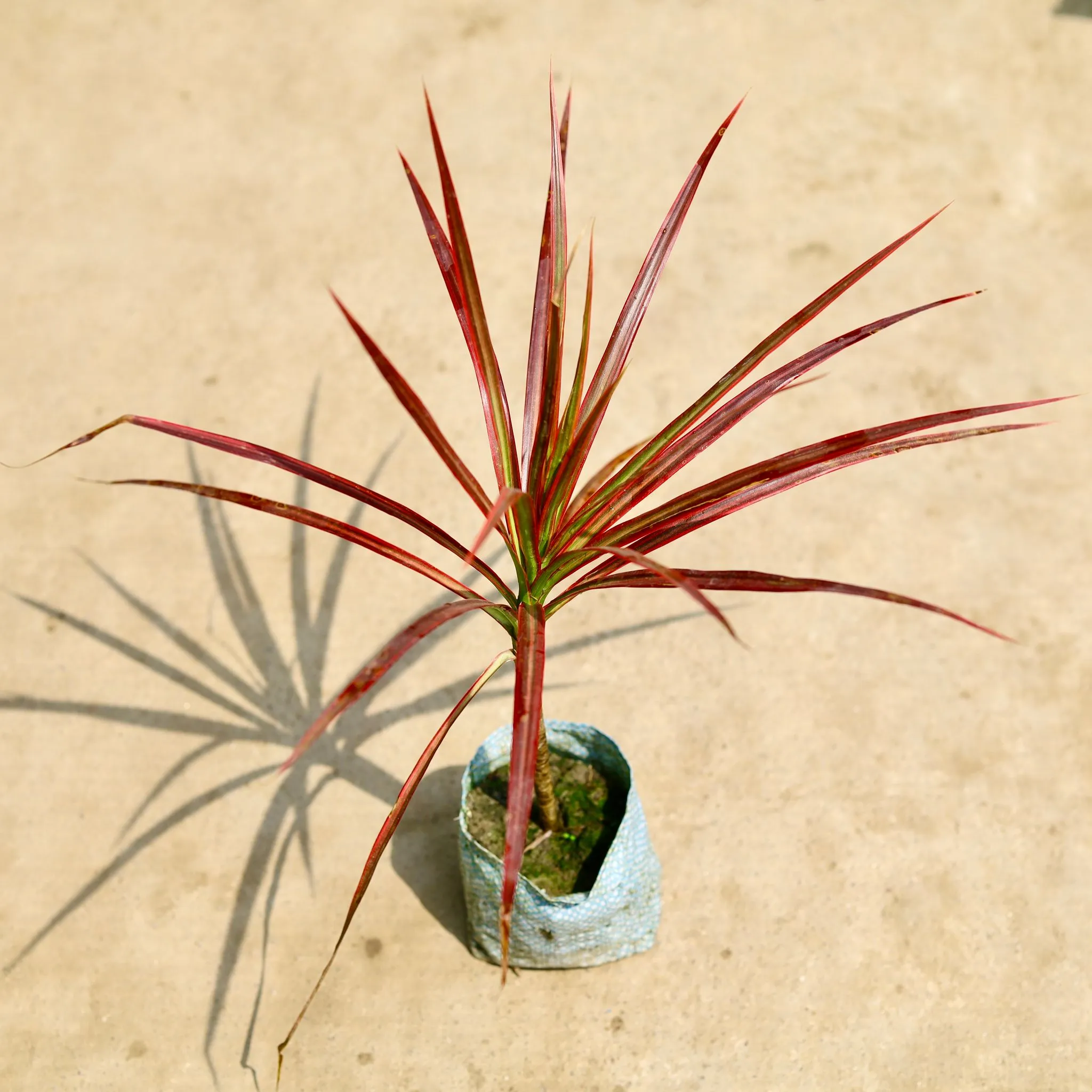 Air Purifying - Dracaena Colorama / Marginata in 5 Inch Nursery Bag