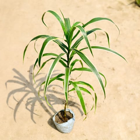 dracaena Jamaica in 4 Inch Nursery Bag
