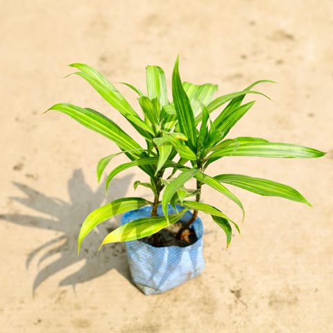 Air Purifying - Dracaena Messenger in 4 Inch Live Plant Nursery Bag