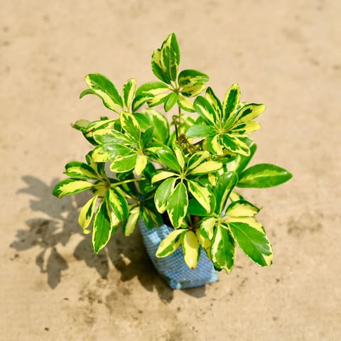 Air Purifying - Schefflera Variegated in 4 Inch Nursery Bag