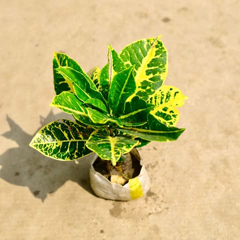 Air Purifying - Croton Petra Yellow in 4 Inch Live Plant Nursery Bag
