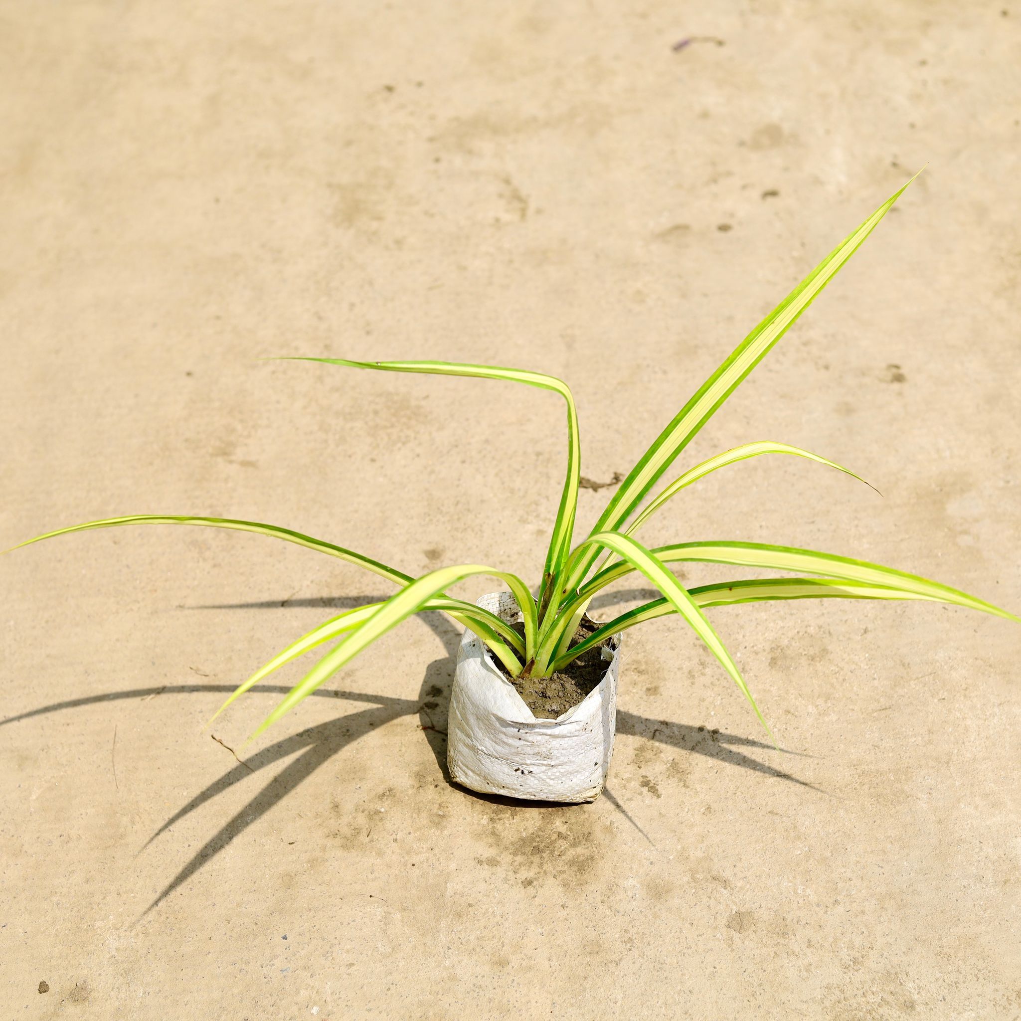 Pandanus / Screwpine in 5 Inch Nursery Bag