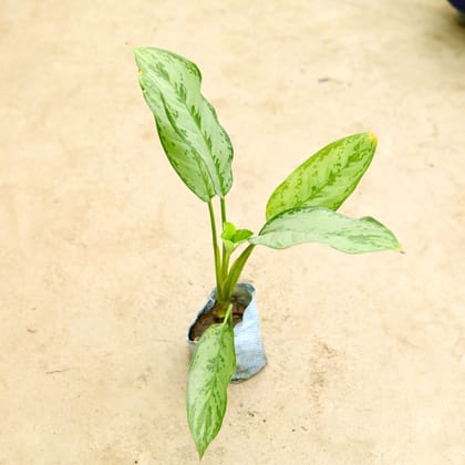 Buy Aglaonema Maria Christina in 4 Inch Nursery Bag Online | Urvann.com