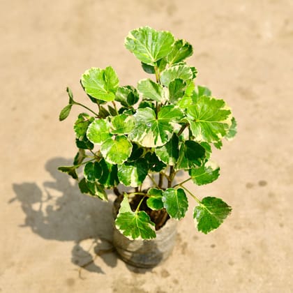 Buy Aralia Dinner Plate in 4 Inch Nursery Bag Online | Urvann.com