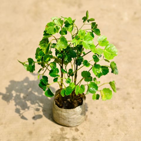 Aralia Ming in 4 Inch Nursery Bag