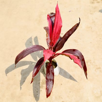 Buy Dracaena Mahatma in 4 Inch Nursery Bag Online | Urvann.com