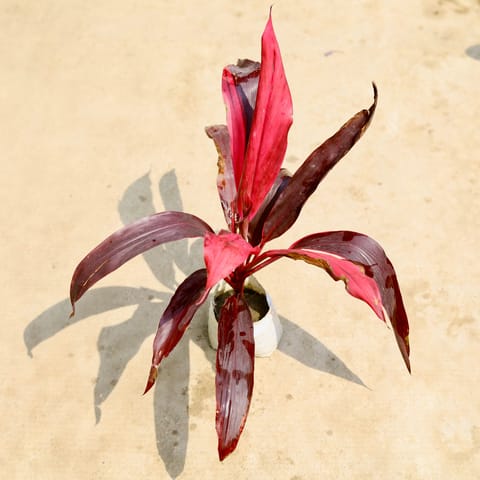 Air Purifying - Dracaena Mahatma in 4 Inch Nursery Bag