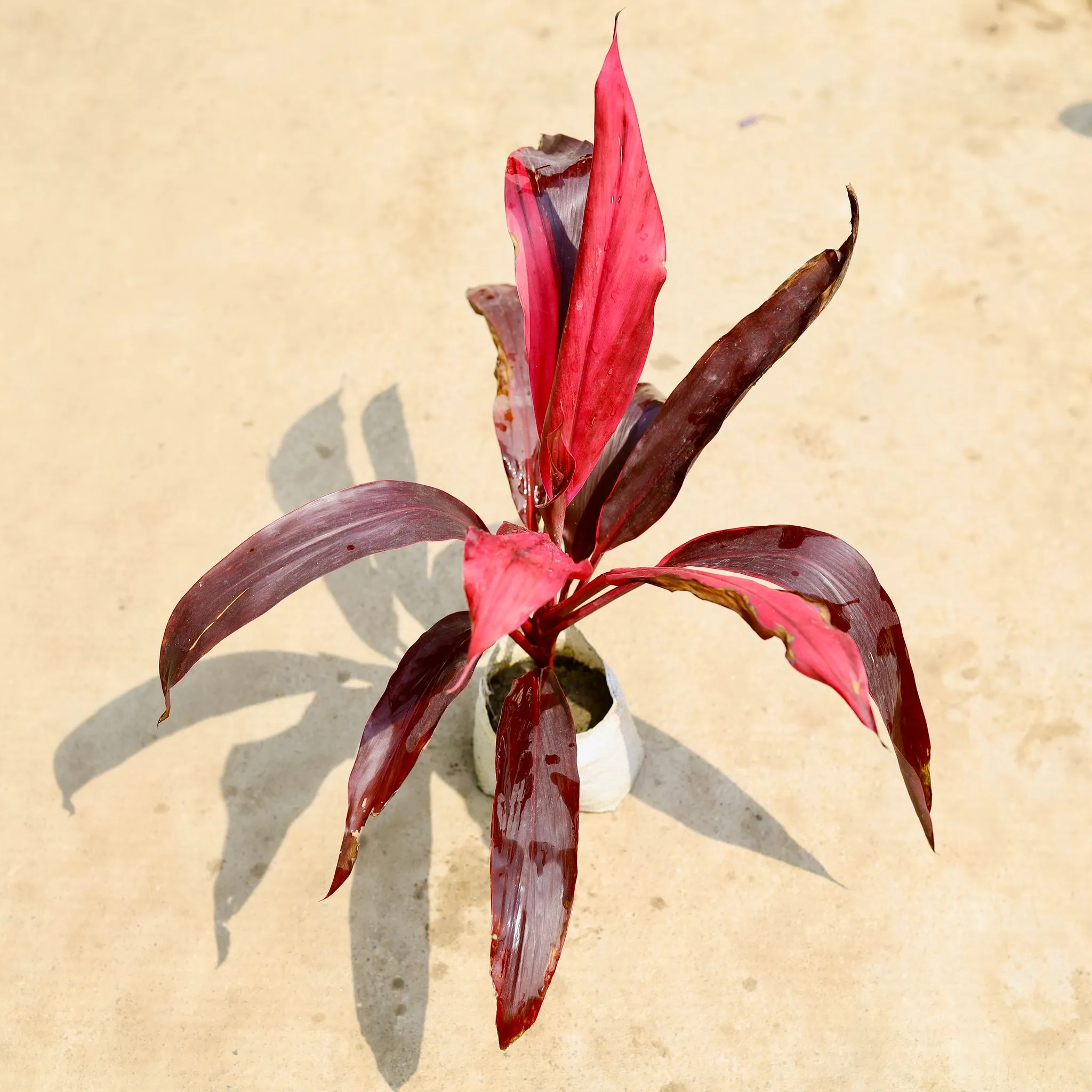 Air Purifying - Dracaena Mahatma in 4 Inch Nursery Bag